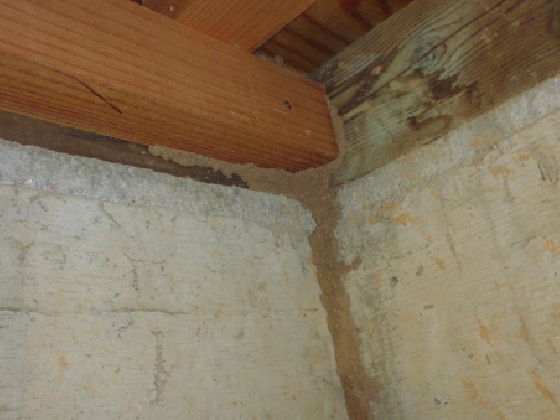 シロアリ　蟻道